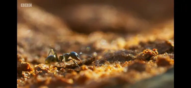 Ant sp. () as shown in Seven Worlds, One Planet - Australia